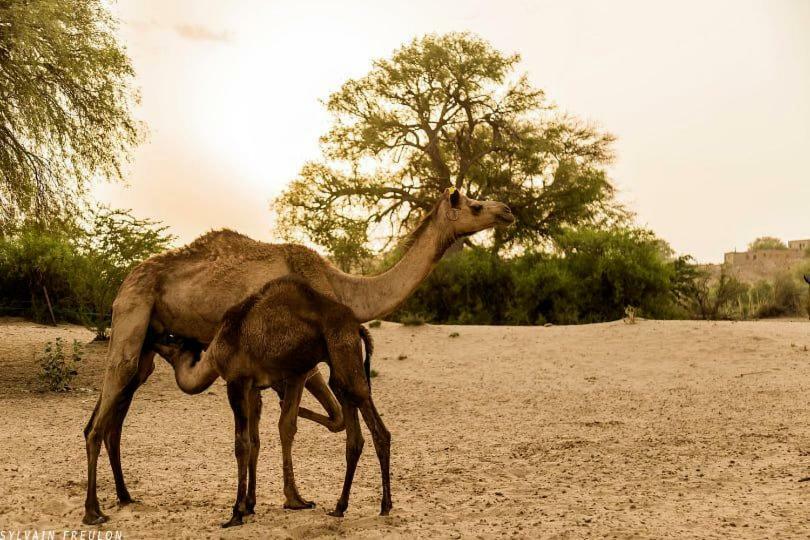 جيلسامر فندق ديب ماهال المظهر الخارجي الصورة